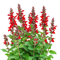 Vivid Red Salvia Flowers Lush Green Foliage Black Background isolated on a transparent background