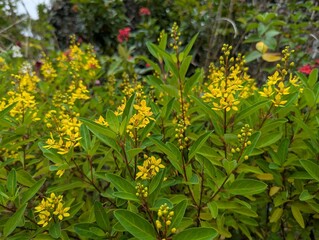 Yellow flowers and light green oblong leaves of Shower of Gold plant (Galphimia glauca)