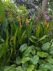 Obraz premium Yellow and red flowers and long glossy green leaves of Heliconia, Lobster Claw Flower and glossy round leaves of calathea lutea