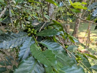 Coffee bean growing on a  Coffea plant in natural surrounding