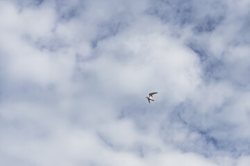 Tern bird with white plumage and dark head flies against clouds and blue sky, Common sterna in the...
