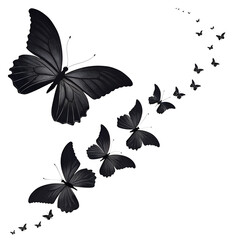 butterfly vector illustration