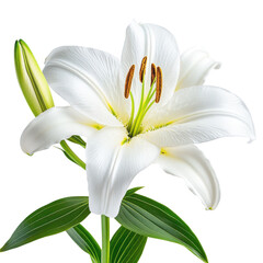 White Lily Flower Bloom Closeup Isolated Black Background isolated on a transparent background
