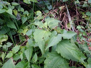 Chromolaena odorata is also known as Jack in the Bush. It is a tropical and subtropical species of...