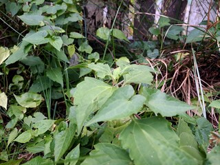 Chromolaena odorata is also known as Jack in the Bush. It is a tropical and subtropical species of...
