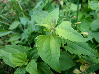 Chromolaena odorata is also known as Jack in the Bush. It is a tropical and subtropical species of...
