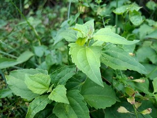Chromolaena odorata is also known as Jack in the Bush. It is a tropical and subtropical species of...