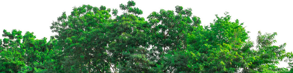 Transparent background: Dense, vibrant green tree canopy with lush foliage, perfect for natural backdrops, landscaping, and outdoor scenes.

