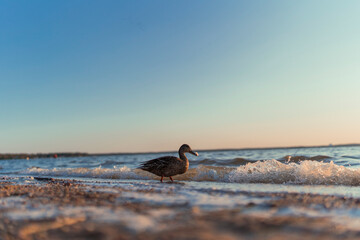 Fototapeta premium Duck walking along the shoreline with gentle waves during sunset 