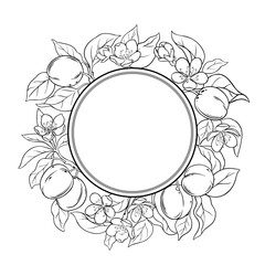 Apricot Branch with Flowers, Fruits and Leaves Outline Round Frame. Organic natural nutritional healthy food ingredient, vegetarian diet product. Vector isolated for design or decoration.