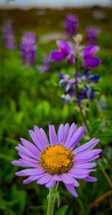 Obraz premium Close up of a purple daisy with a yellow center and blurred purple flowers in the background on green grass