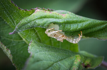 An Australian white crab spider, an effective ambush predator, guards its egg sac on a green leaf...
