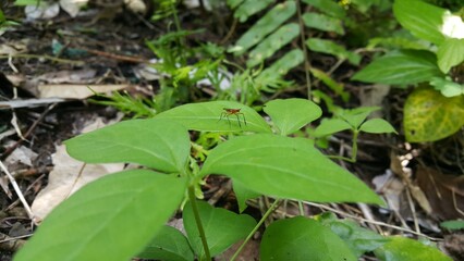 The Micropezidae are a moderate-sized family of acalyptrate muscoid flies in the insect order Diptera. They are most diverse in tropical and subtropical habitats, especially in the Neotropical Region.