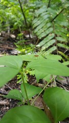 The Micropezidae are a moderate-sized family of acalyptrate muscoid flies in the insect order Diptera. They are most diverse in tropical and subtropical habitats, especially in the Neotropical Region.