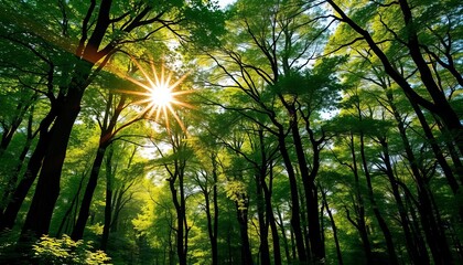 Sun-dappled forest panorama, vibrant green canopy, golden light rays,  sunbeams,  landscape