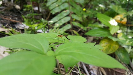 The Micropezidae are a moderate-sized family of acalyptrate muscoid flies in the insect order Diptera. They are most diverse in tropical and subtropical habitats, especially in the Neotropical Region.