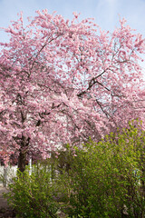 blooming cherry tree and green shrubs at springtime