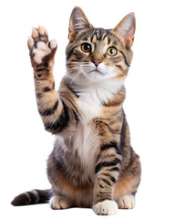 Obraz premium cat giving high five isolated on white background, png, ai generated. 