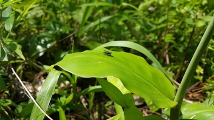 House flies are flies from the Cyclorrhapha suborder that land on green leaves. Shot in the forest. Perfect for documentaries about tropical rainforests and World Wildlife Conservation Day on December