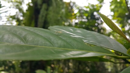 Baby mantis perched on a leaf. Perfect for documentaries about tropical rainforests and World Environment Day on June 5th.Praying Mantis, Sphodromantis gastrica, African mantis, Stagmomantis carolina.