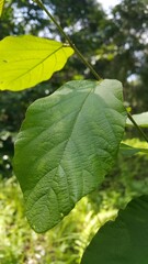 Dark green leaf background. Wallpaper. Perfect for documentaries about tropical rainforests and World Environment Day on June 5th. green leaves in sunlight, green leaves of a tree