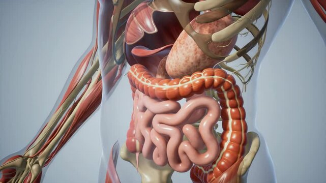 Anatomical illustration of the human digestive system, close-up.