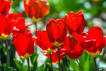 Fototapeta premium red tulips bloom on a green natural background 