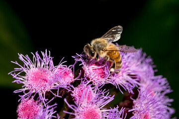 Close-up of bee pollinating on pink flower