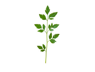 Naklejka premium Fresh parsley herb sprig isolated on transparent background
