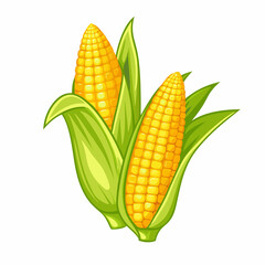 corn isolated on white background