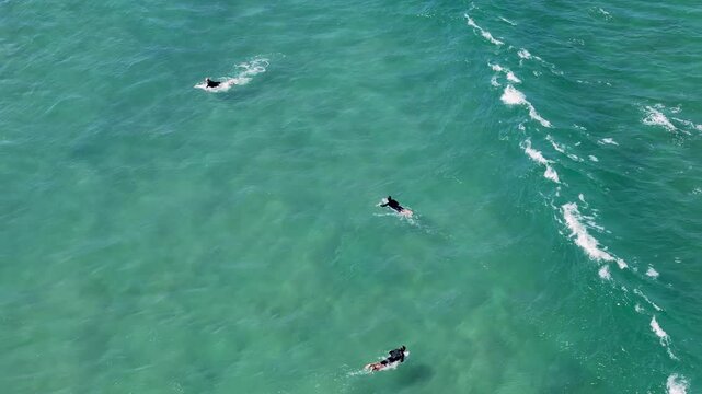 UHD Drone Video - Aerial View of Surfers catching the waves at Wanda Beach in Cronulla on a sunny day with crystal clear water in Sydney, Australia.