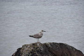A juvenile seagull stands alone on a weathered rock by the calm sea, its mottled feathers blending...