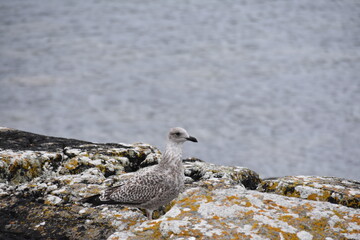 A juvenile seagull stands alone on a weathered rock by the calm sea, its mottled feathers blending with the overcast tones of the water and sky.