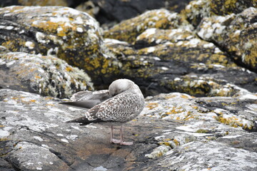 A juvenile seagull stands alone on a weathered rock by the calm sea, its mottled feathers blending...