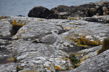 A juvenile seagull stands alone on a weathered rock by the calm sea, its mottled feathers blending with the overcast tones of the water and sky.