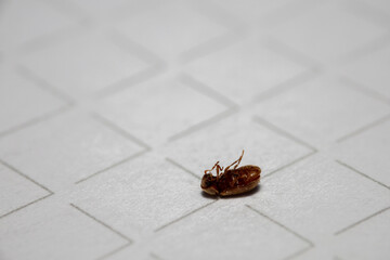 the dead insect macro