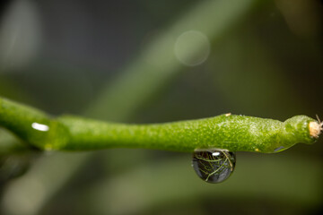 A drop of water
