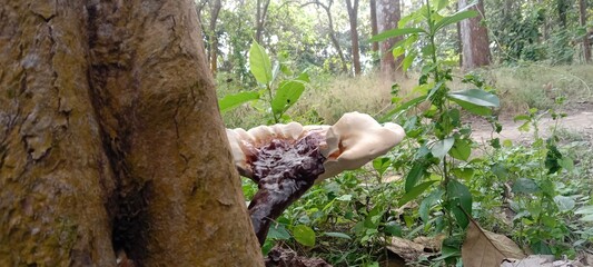 mushrooms attached to trees 
