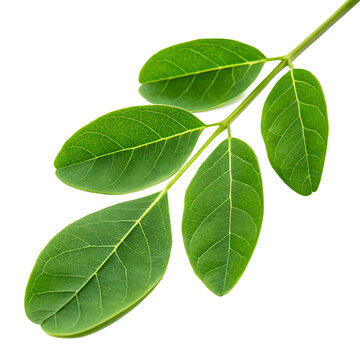 A single fresh green moringa leaf from the drumstick tree, a healthy superfood, isolated on a transparent background png