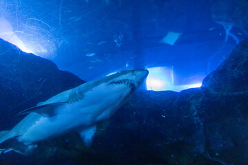 Fototapeta premium great white shark
