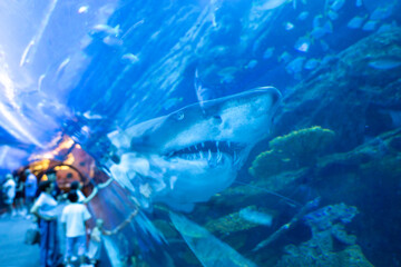 scuba diver and shark