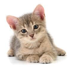 Obraz premium Kitten on white background.