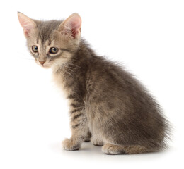 Obraz premium Kitten on white background.