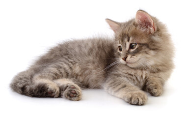 Kitten on white background.