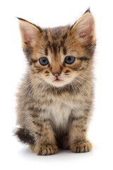 Kitten on white background.