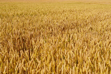Ears of wheat.