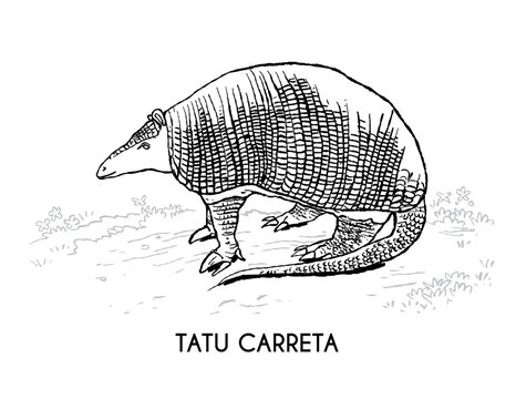 Tatu Carreta