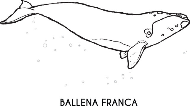 Southern Right Whale