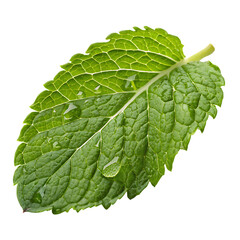 Obraz premium A single fresh, green mint leaf with a serrated edge, an aromatic culinary herb, isolated on a transparent background png