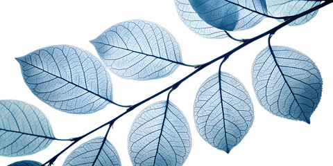 Delicate blue leaf skeletons on a branch isolated on transparent background create an abstract pattern